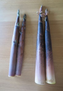 淡竹と真竹