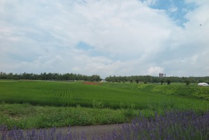 原村の畑